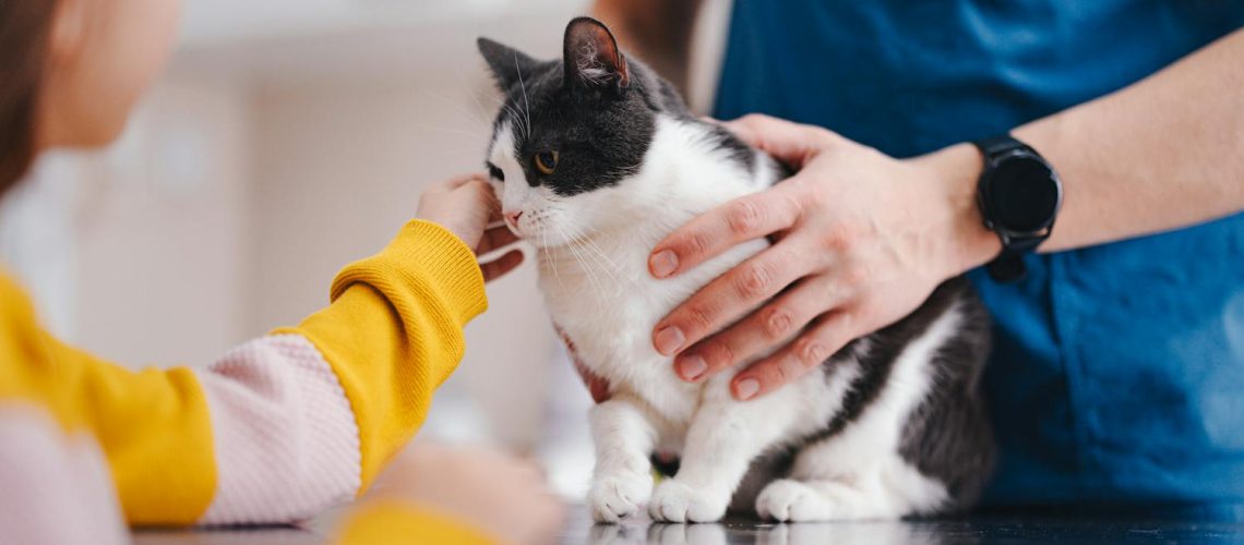 Pourquoi faire stériliser ou castrer mon chat ?